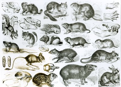 Rodentia-Rodents or Gnawing Animals by English School